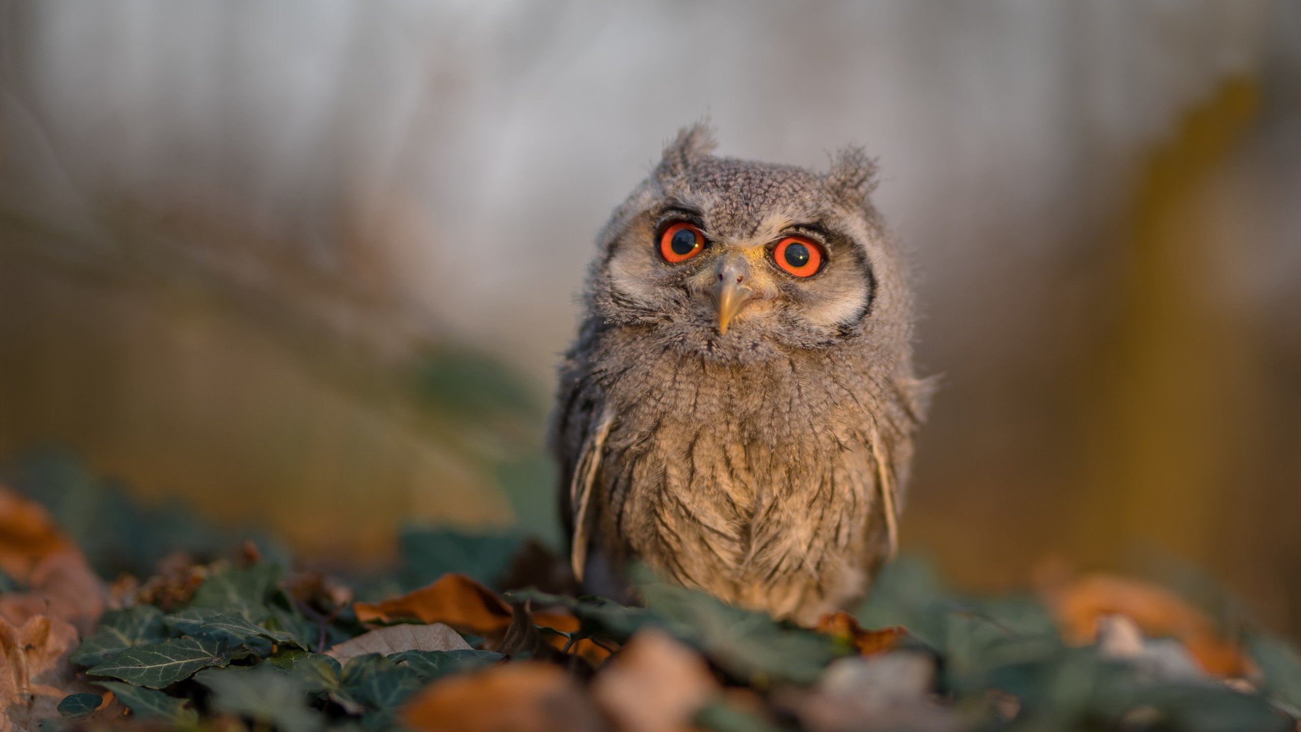 kaiyun官方入口登录-CBA球队新帅上任，带领球队冲击冠军荣耀，cba新成员