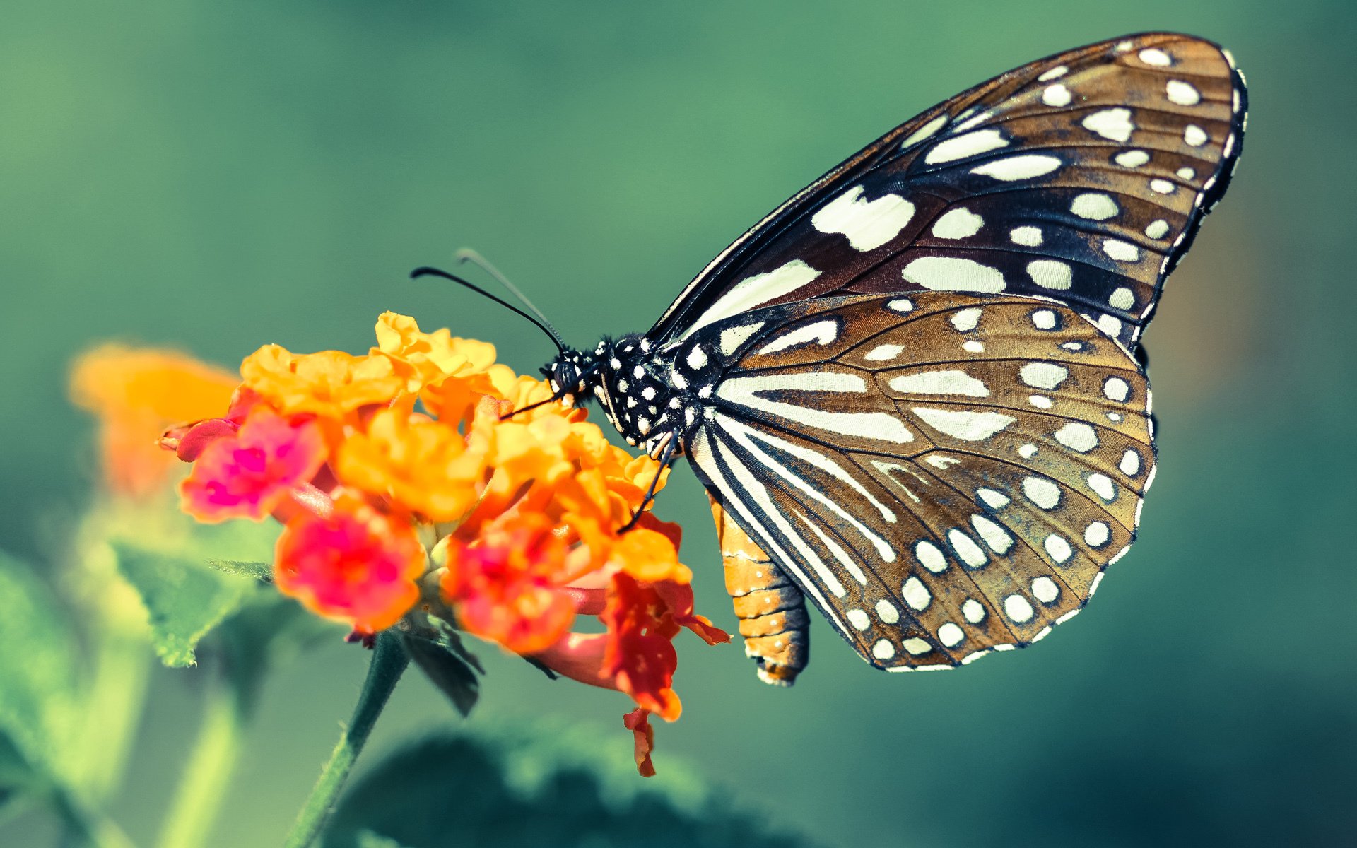 kaiyun.com-自由泳中距离韩国节奏掌控良好，4ⅹ200自由泳